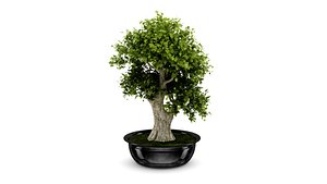 Bonsai OBJ