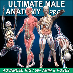 Ultimate Male Anatomy PRO - Advanced Rig w Animation