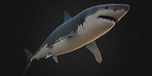 Great White Shark - Rig and model demo (Blender) 