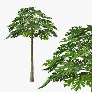 3D Giant Tropical Herbaceous Papaya Green model