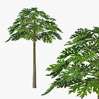Giant Tropical Herbaceous Papaya Green