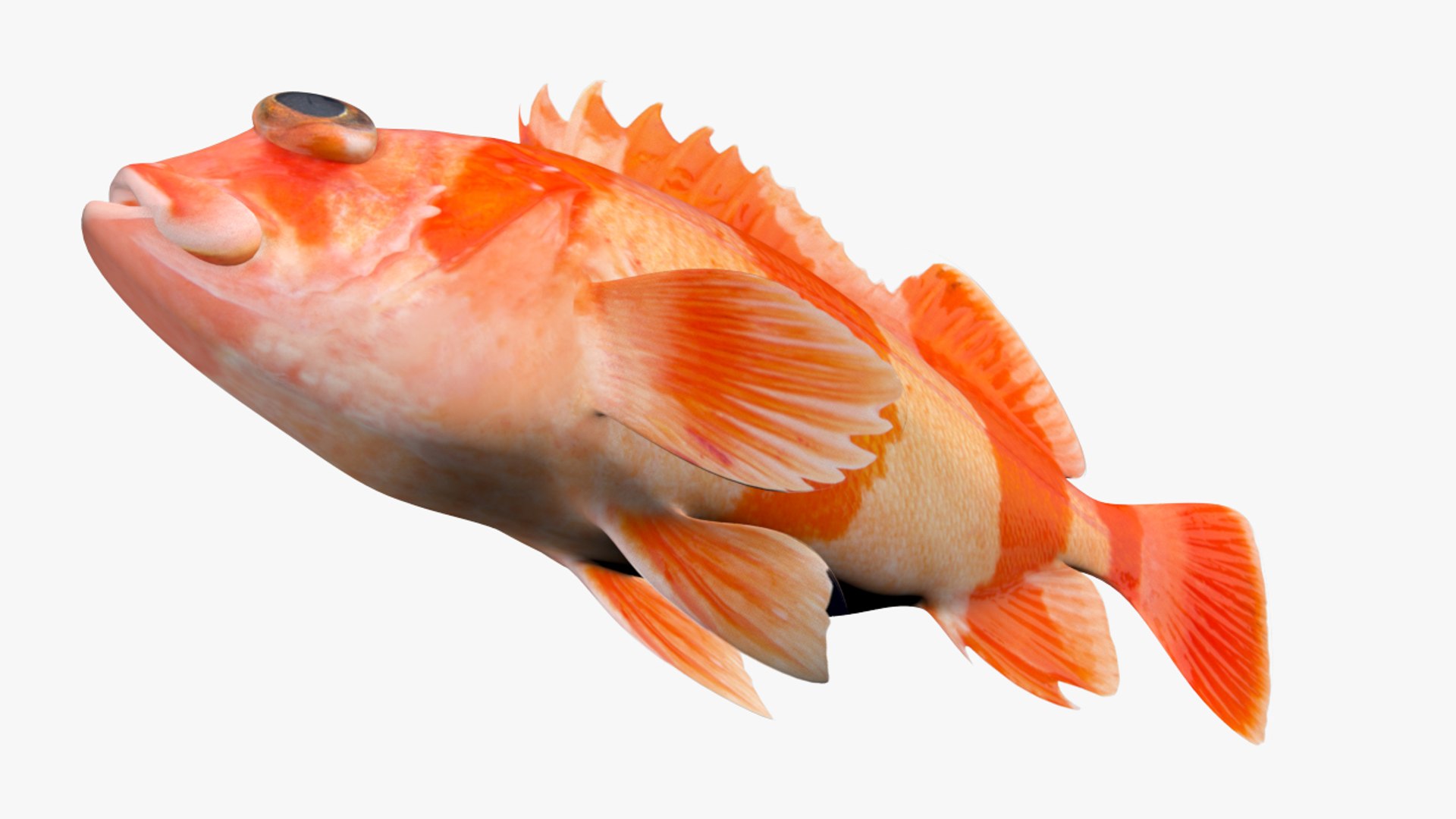 3D flag rockfish https://p.turbosquid.com/ts-thumb/4Q/dpZNuV/7P8jUb1b/2/jpg/1597590693/1920x1080/fit_q87/287e1bbe52134545d4c4fc4b7d9545d7d89dbbdd/2.jpg