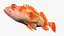 Flag Rockfish