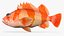 Flag Rockfish