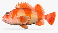 Flag Rockfish