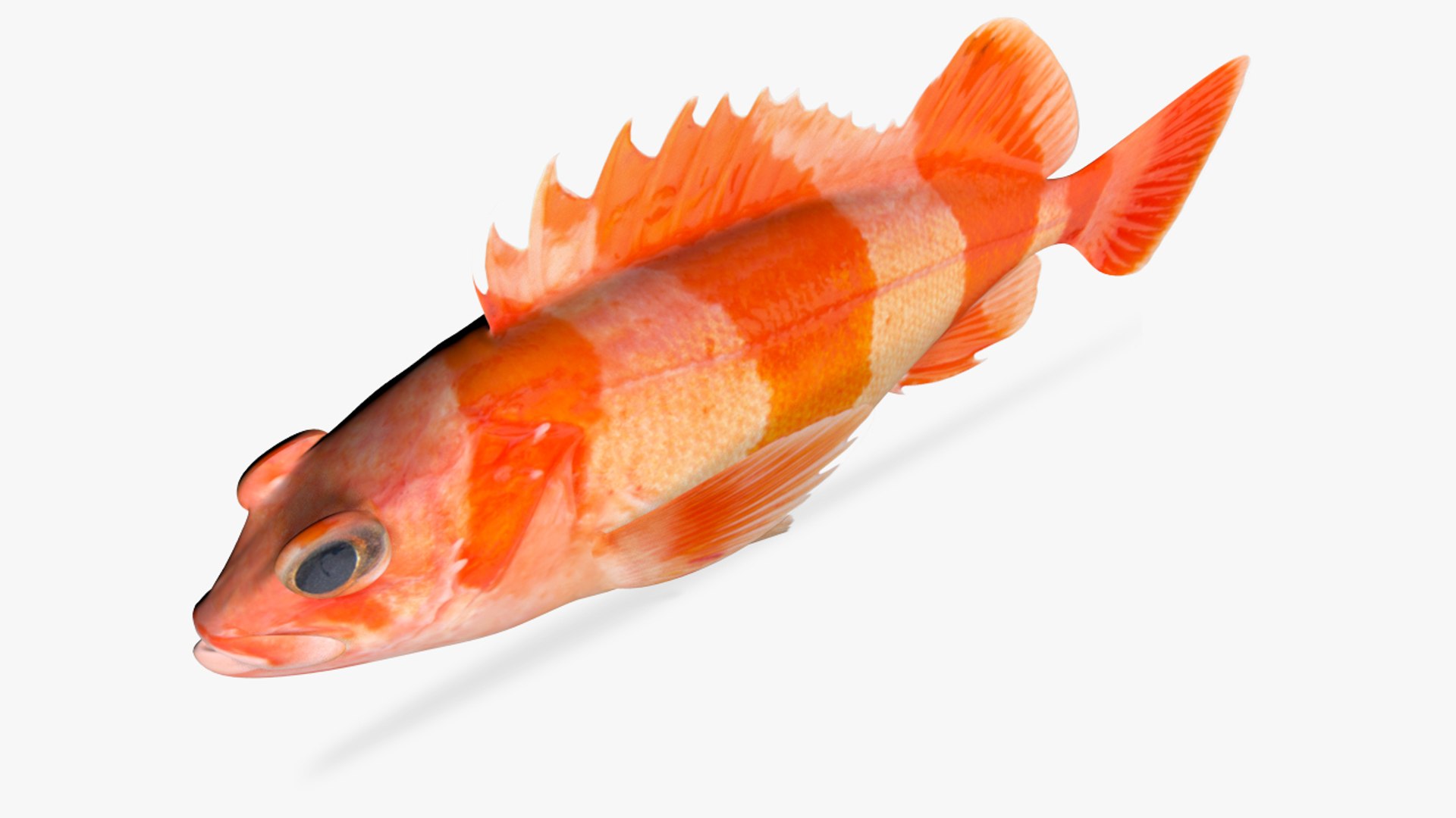 3D flag rockfish https://p.turbosquid.com/ts-thumb/4Q/dpZNuV/amK2GeXa/3/jpg/1597590703/1920x1080/fit_q87/aa4bddc15797a70dd6551b6e45265254807062a2/3.jpg