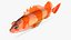 Flag Rockfish