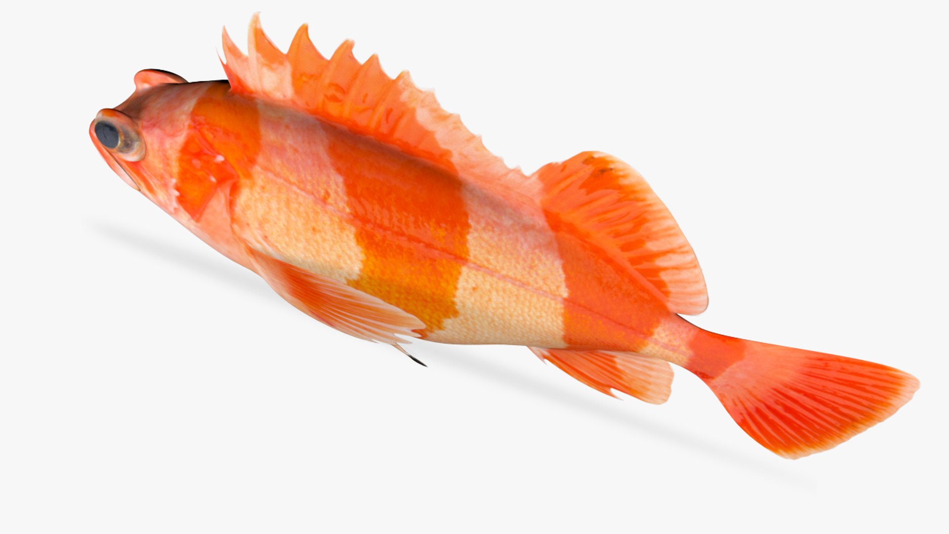 3D flag rockfish https://p.turbosquid.com/ts-thumb/4Q/dpZNuV/m0vyJ6BL/4/jpg/1597590715/1920x1080/fit_q87/0f7a10f67886d8f4ff2f52f9629f80c5a511b89e/4.jpg
