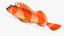 Flag Rockfish
