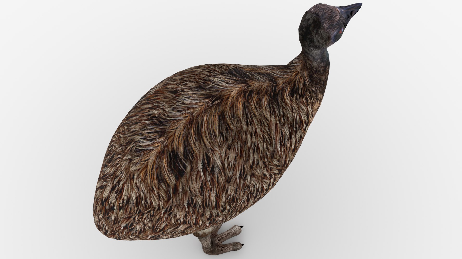 Emu 3D Model - TurboSquid 1177941