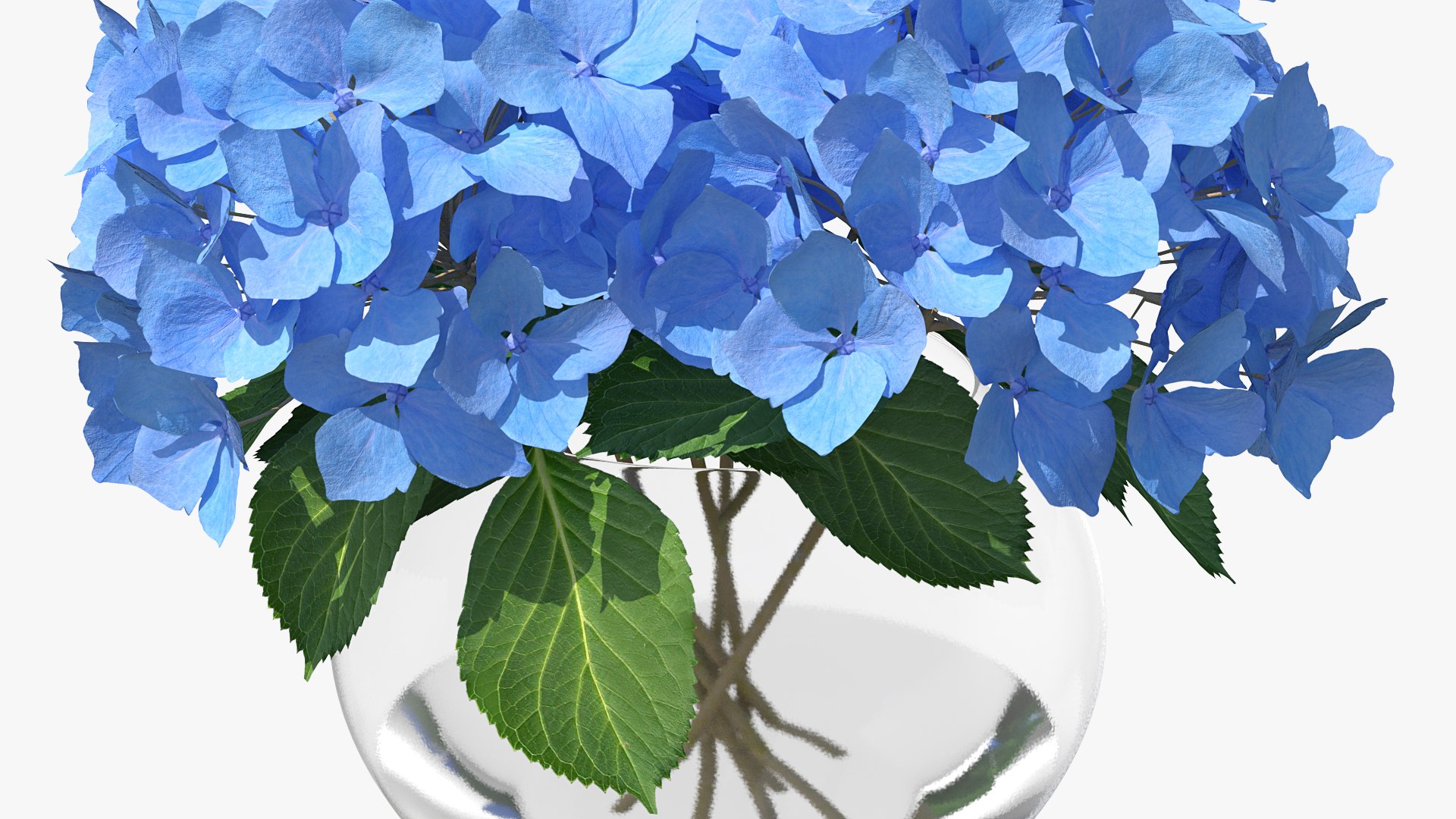 3D hydrangea macrophylla nikko blue glass model https://p.turbosquid.com/ts-thumb/4Q/lbLx7D/FpNA4z6G/hydrangeamacrophyllanikkoblueinglassbowlmb3dmodel009/jpg/1597168173/1920x1080/fit_q87/d1ceed41caa7b20feb8f3db0f111b656e7cfe7ca/hydrangeamacrophyllanikkoblueinglassbowlmb3dmodel009.jpg