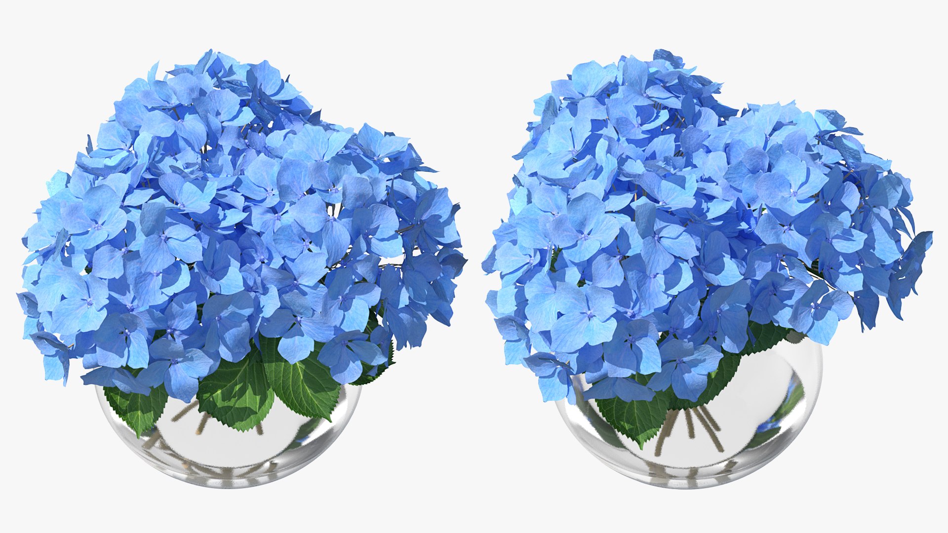 3D hydrangea macrophylla nikko blue glass model https://p.turbosquid.com/ts-thumb/4Q/lbLx7D/Ly1PEbJO/hydrangeamacrophyllanikkoblueinglassbowlmb3dmodel005/jpg/1597168127/1920x1080/fit_q87/8dfebf9ea4dd9fa094141cb246c7e7e9da1c1785/hydrangeamacrophyllanikkoblueinglassbowlmb3dmodel005.jpg