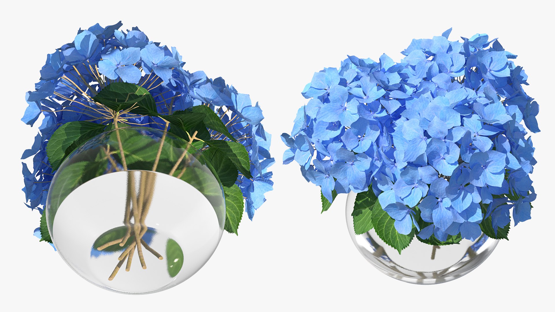 3D hydrangea macrophylla nikko blue glass model https://p.turbosquid.com/ts-thumb/4Q/lbLx7D/WqnrtfcX/hydrangeamacrophyllanikkoblueinglassbowlmb3dmodel006/jpg/1597168138/1920x1080/fit_q87/262ce5314ede5cec932ad23b3562dfa10fdb547d/hydrangeamacrophyllanikkoblueinglassbowlmb3dmodel006.jpg