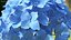 Hortensie Macrophylla Nikko Blue in Glasschale