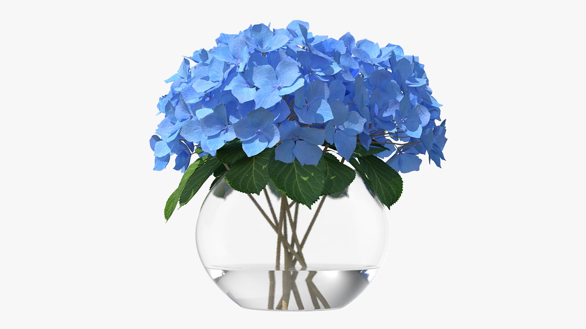 3D hydrangea macrophylla nikko blue glass model https://p.turbosquid.com/ts-thumb/4Q/lbLx7D/dcAED2VE/hydrangeamacrophyllanikkoblueinglassbowlmb3dmodel004/jpg/1597168114/1920x1080/fit_q87/5e1446a394fbbc8ae9238d4aa24db98b1a7cc58c/hydrangeamacrophyllanikkoblueinglassbowlmb3dmodel004.jpg
