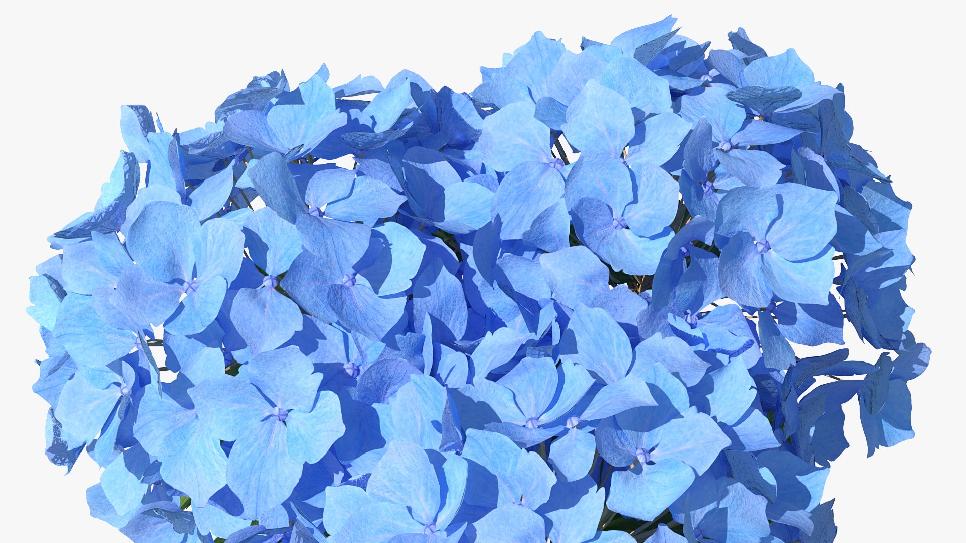 3D hydrangea macrophylla nikko blue glass model https://p.turbosquid.com/ts-thumb/4Q/lbLx7D/e8uQBiS2/hydrangeamacrophyllanikkoblueinglassbowlmb3dmodel007/jpg/1597168150/1920x1080/fit_q87/e34df7ce125a0f556ccf4567c19b9172228ef51a/hydrangeamacrophyllanikkoblueinglassbowlmb3dmodel007.jpg