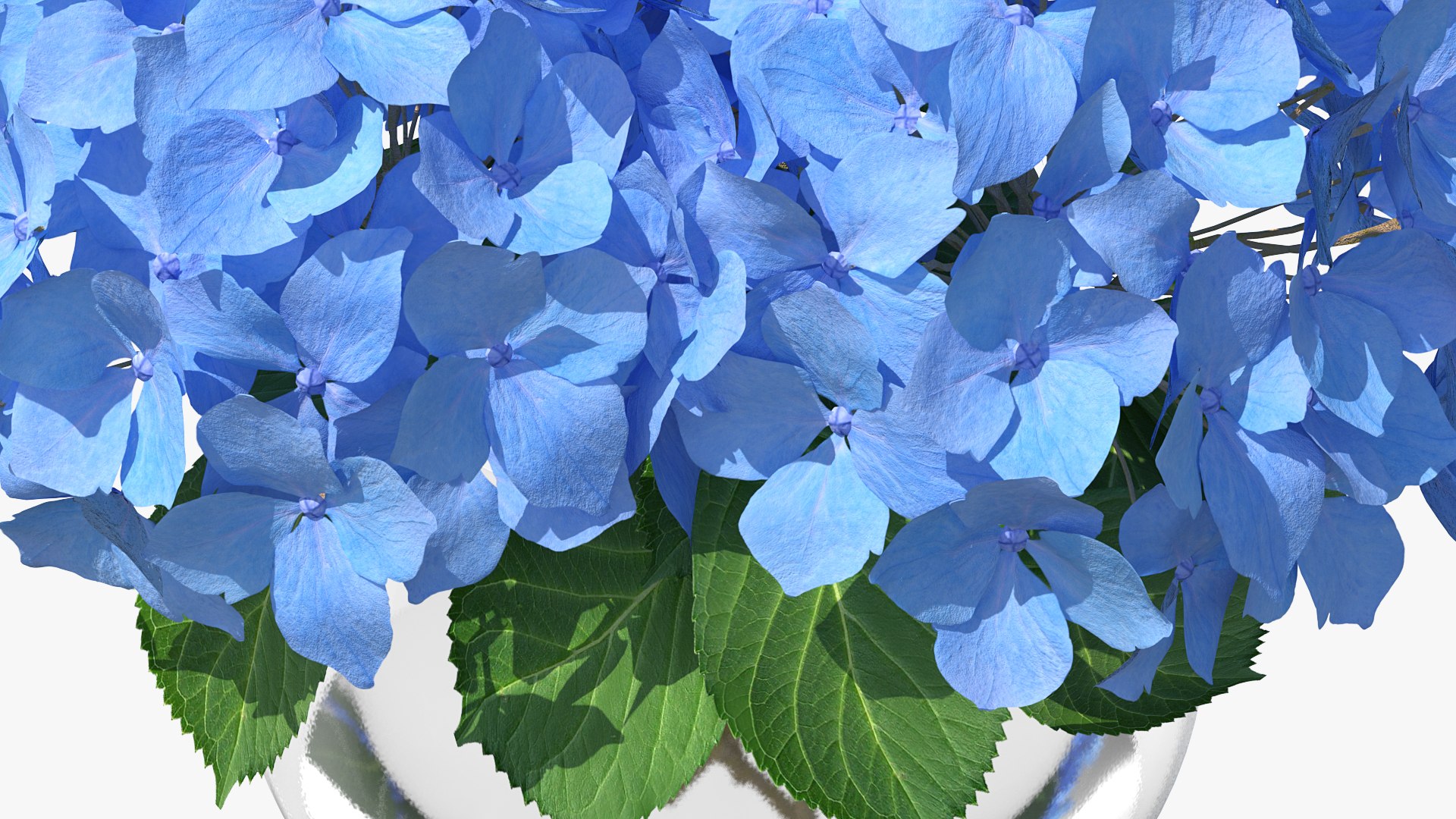 3D hydrangea macrophylla nikko blue glass model https://p.turbosquid.com/ts-thumb/4Q/lbLx7D/yrbFYORF/hydrangeamacrophyllanikkoblueinglassbowlmb3dmodel008/jpg/1597168162/1920x1080/fit_q87/7603f879ed4284014ba1f19f59bd49b3db561b02/hydrangeamacrophyllanikkoblueinglassbowlmb3dmodel008.jpg