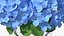 Hortensie Macrophylla Nikko Blue in Glasschale