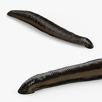 Bloodfeeding Leech Animated Rigged For Blender