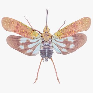 Saiva Gemmata Laos Remastered 3D model