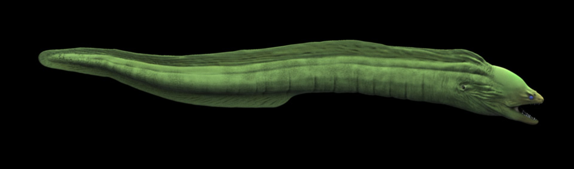 moray eel 3d model https://p.turbosquid.com/ts-thumb/4Q/wfcW5m/9MBrv5aN/eelbody/jpg/1275166585/1920x1080/fit_q87/a49cf5f6ec2620b6c5107734202feae6a03917a5/eelbody.jpg