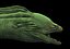 moray eel 3d model