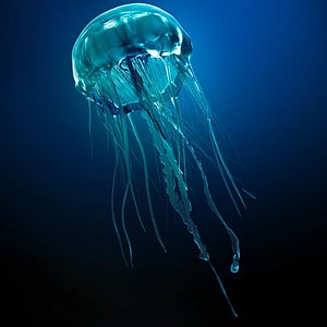jellyfish jelly fish max