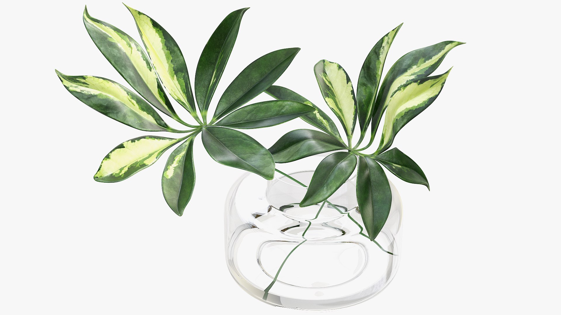 3D schefflera leaves model - TurboSquid 1531441