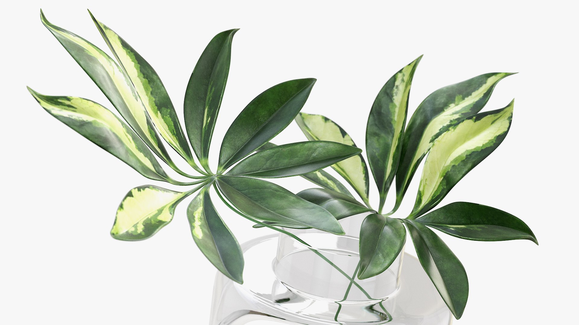 3D schefflera leaves model - TurboSquid 1531441