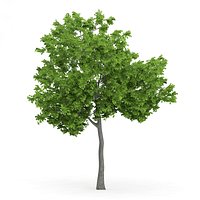 Wild Service Tree (Sorbus torminalis) 4.7m