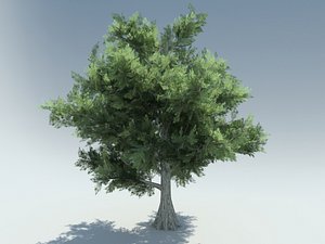 bald cypress 3D
