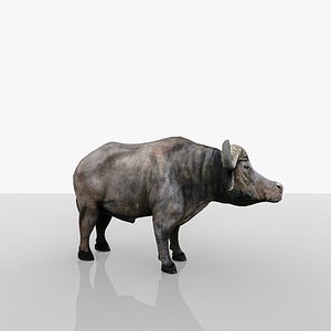 AfricanBuffalo
