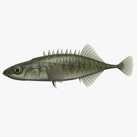 Amur stickleback Ibaratomiyo