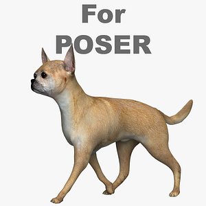 Chihuahua Poser