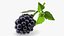 Fruits Collection 10