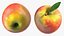 Fruits Collection 10