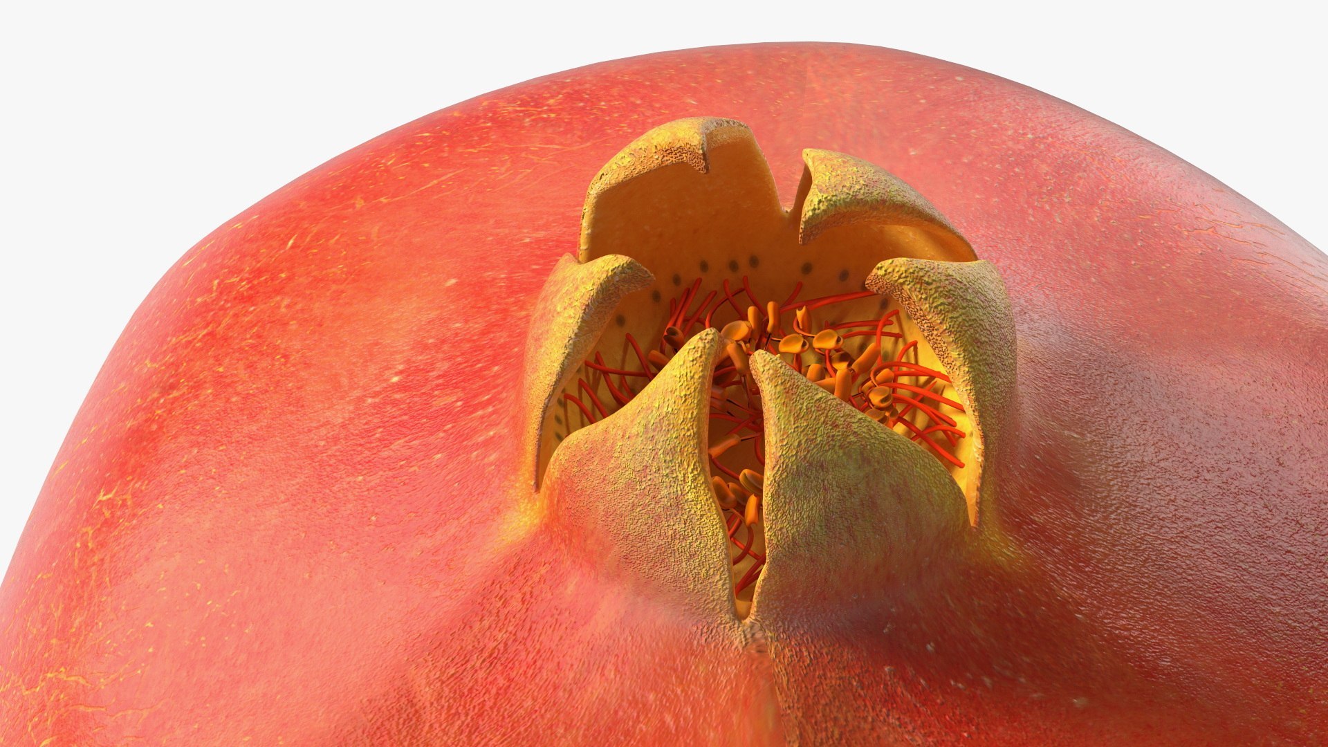 Fruits Collection 10 3D model https://p.turbosquid.com/ts-thumb/4R/MoBNWA/U4/fruits_collection_10_095/jpg/1770979943/1920x1080/fit_q87/eadb3a54bade18dc8e63dd2e2337794f8eab5fc7/fruits_collection_10_095.jpg