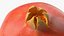 Fruits Collection 10
