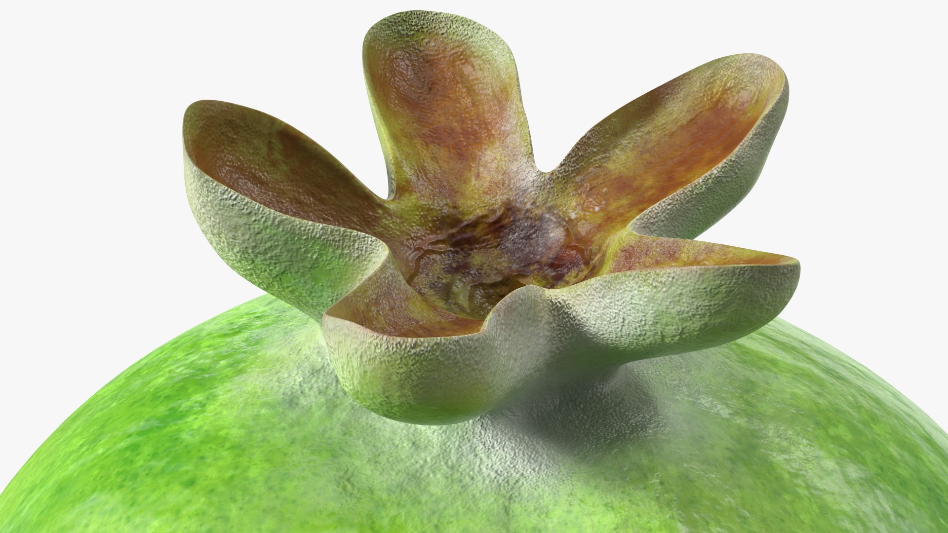 Fruits Collection 10 3D model https://p.turbosquid.com/ts-thumb/4R/MoBNWA/dP/fruits_collection_10_006/jpg/1770979897/1920x1080/fit_q87/d098dda8f40a0227500cd6a5021b5594453d1975/fruits_collection_10_006.jpg
