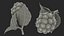 Fruits Collection 10