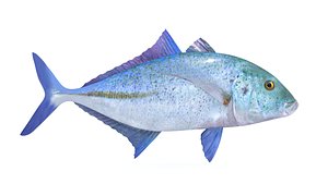 Trevally Fish 3D