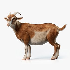Goat Animated with Fur