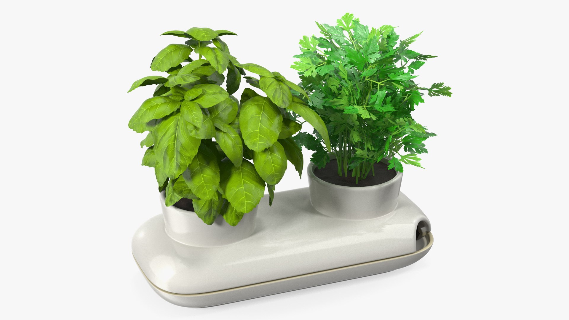 Herbs in Sagaform Double Pot White 3D model preview