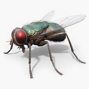 Housefly
