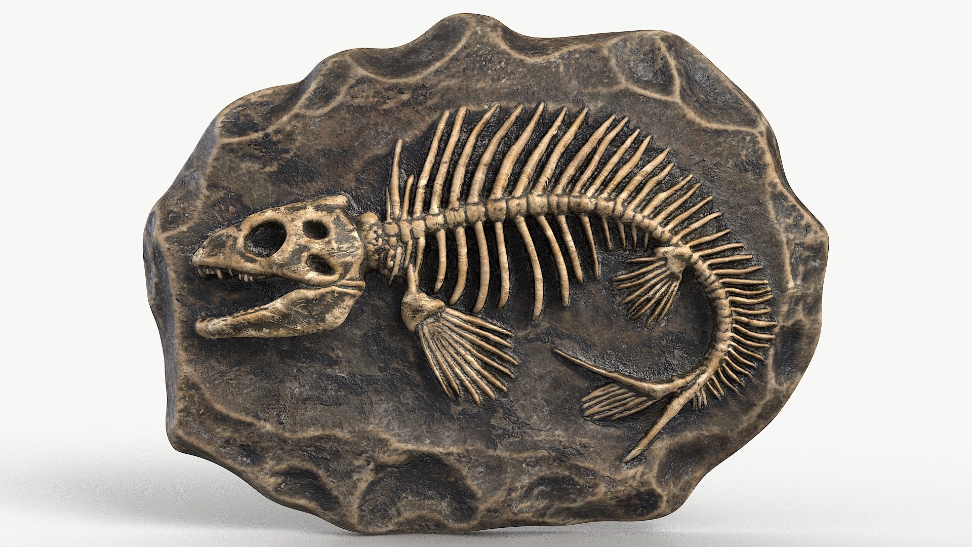 Prehistoric Fish Skeleton Fossil 026 Textured 3D Model