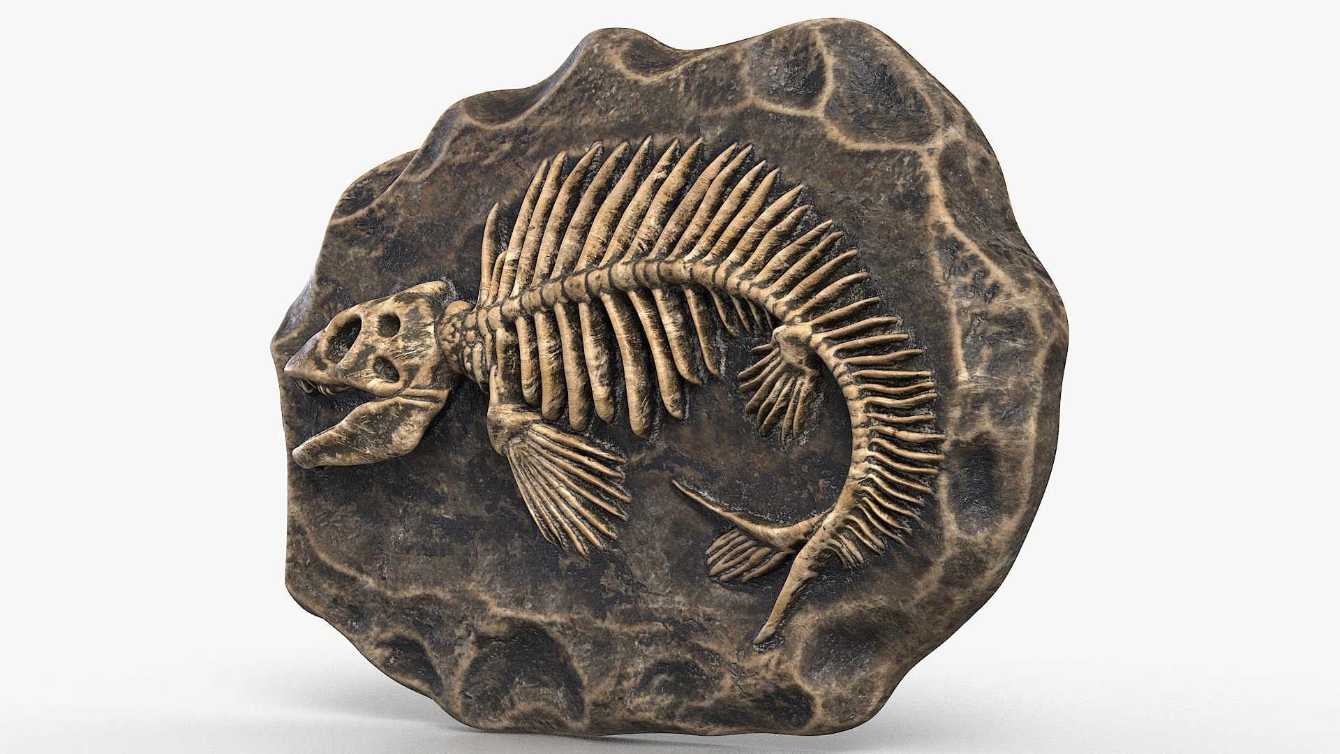 Prehistoric Fish Skeleton Fossil 026 Textured 3D model https://p.turbosquid.com/ts-thumb/4S/7xDFzp/eS/1_prehistoricfishskeletonfossil026textured_camera_3/jpg/1731054309/1920x1080/fit_q87/3e351add9bfd8a134f65c64df1fdf920a48aa8dc/1_prehistoricfishskeletonfossil026textured_camera_3.jpg