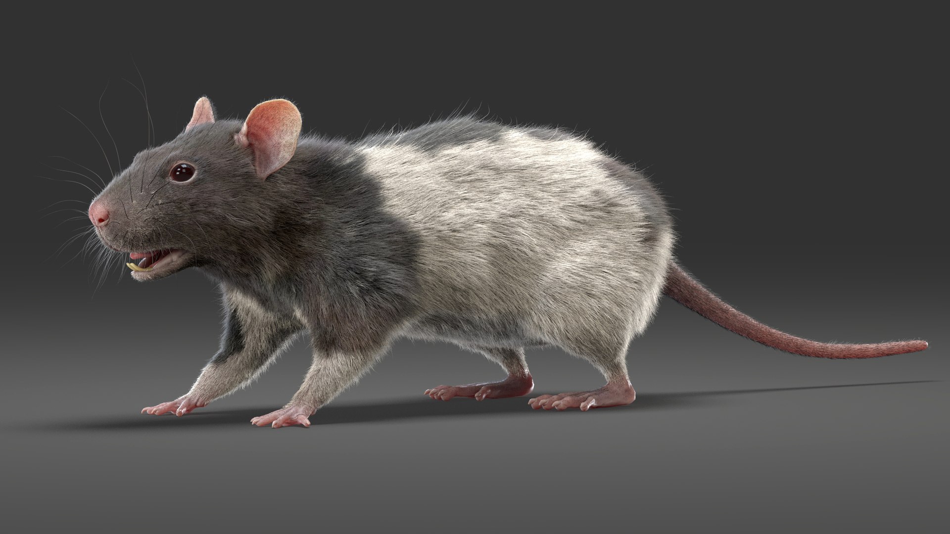 Rats Fur White 3D Model - TurboSquid 1495122