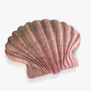 3D seashell shell sea