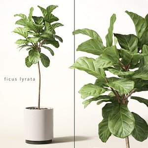 3d model of ficus lyrata