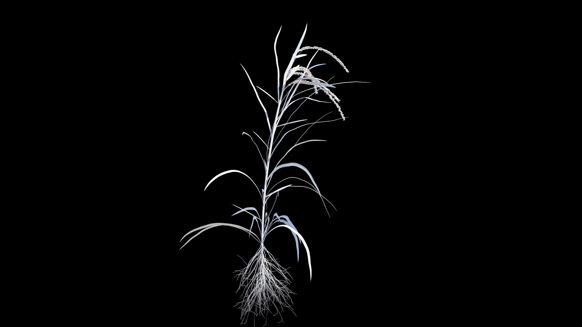 3D Rice Growth Animation Model - TurboSquid 2289860
